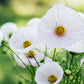 Cosmos bipinnatus 'Cupcakes Blush’ (cosmea)