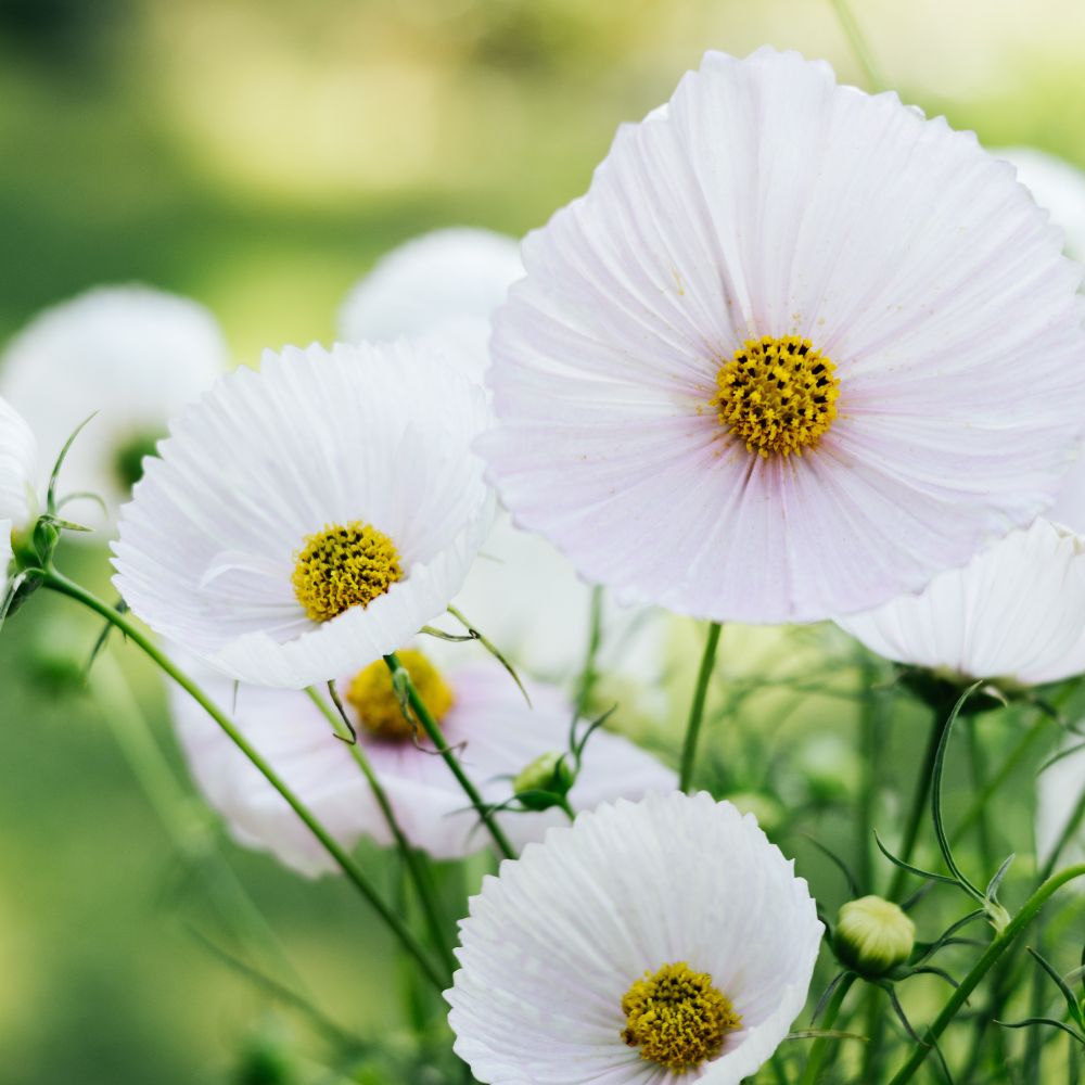 Cosmos bipinnatus 'Cupcakes Blush’ (cosmea)