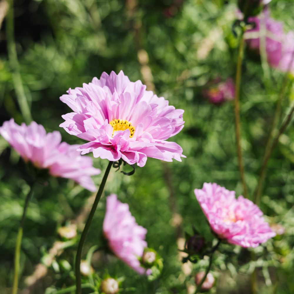 Cosmos bipinnatus ‘Double Dutch Rose’ (cosmea)