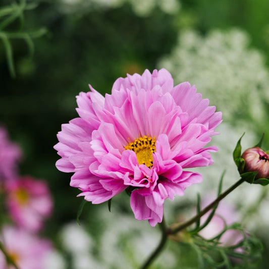 Cosmos bipinnatus ‘Double Dutch Rose’ (cosmea)