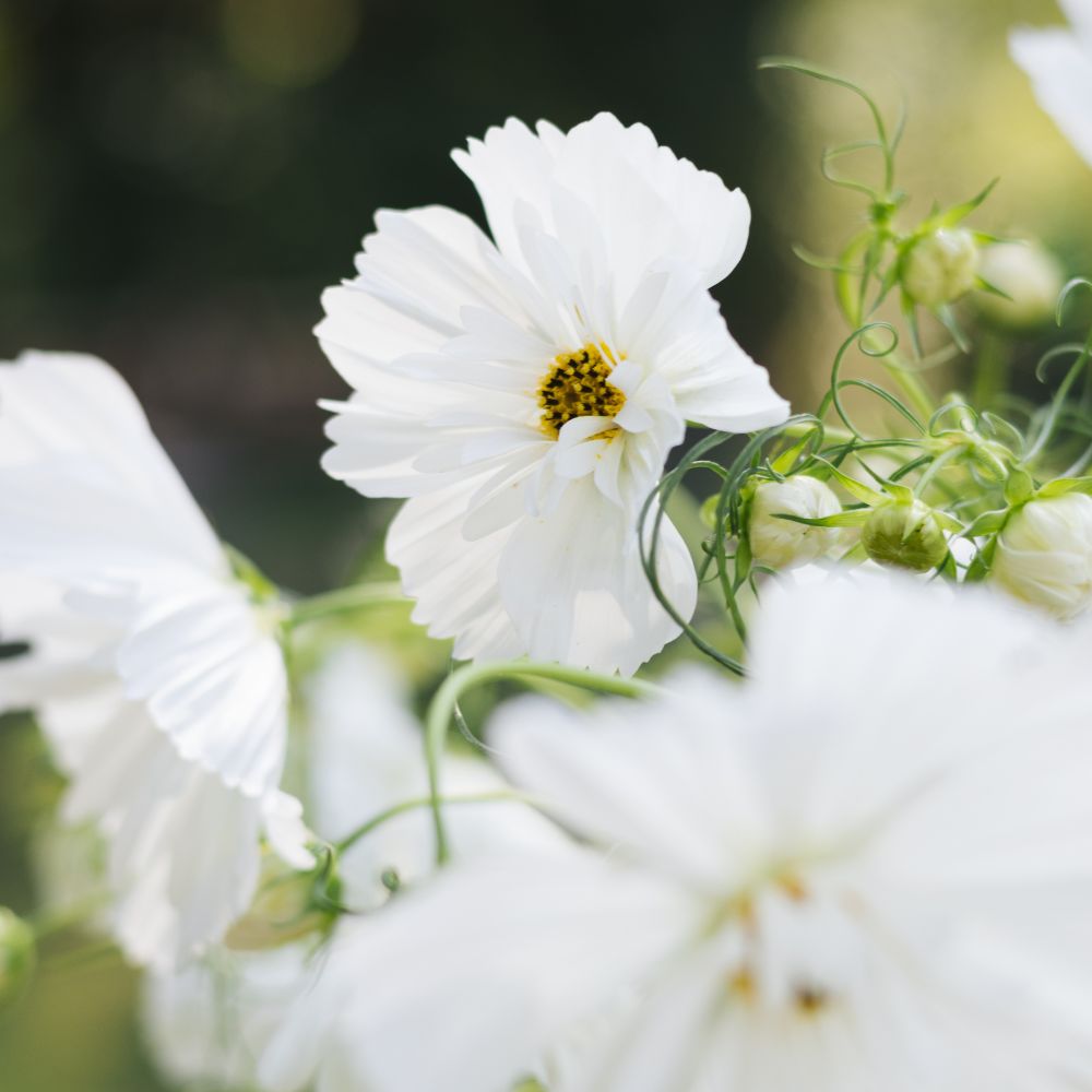 Cosmos bipinnatus ‘Fizzy White’ (cosmea)