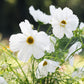 Cosmos bipinnatus ‘Fizzy White’ (cosmea)