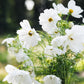 Cosmos bipinnatus ‘Fizzy White’ (cosmea)