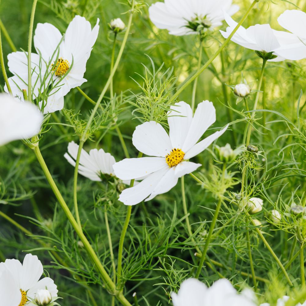 Cosmos bipinnatus ‘Purity’ (cosmea)