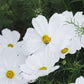 Cosmos bipinnatus ‘Purity’ (cosmea)