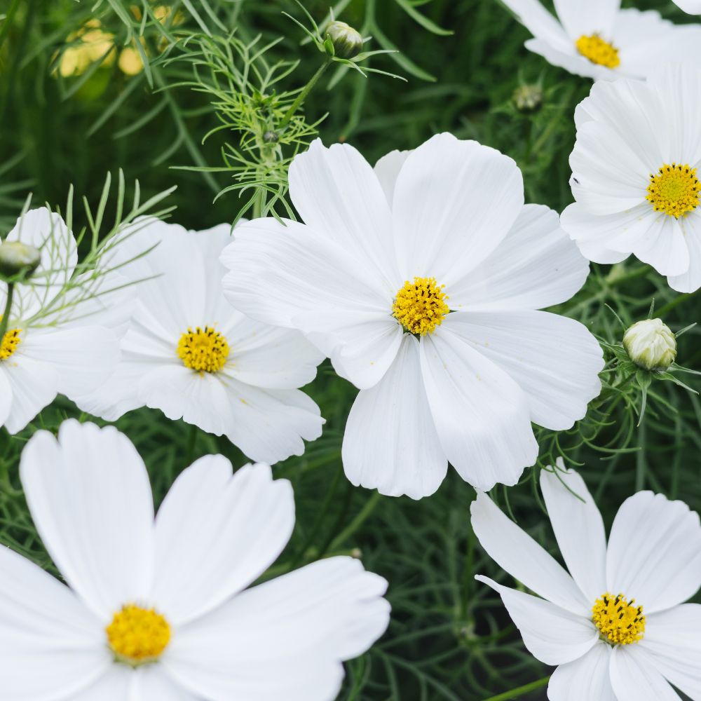 Cosmos bipinnatus ‘Purity’ (cosmea)