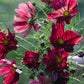 Cosmos bipinnatus ‘Rubinato’ (cosmea)