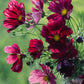 Cosmos bipinnatus ‘Rubinato’ (cosmea)