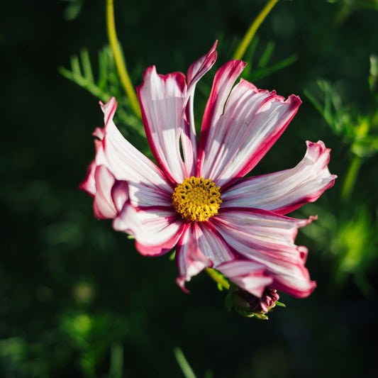 Cosmos bipinnatus ‘Velouette’ (cosmea)