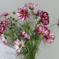 Cosmos bipinnatus ‘Velouette’ (cosmea)