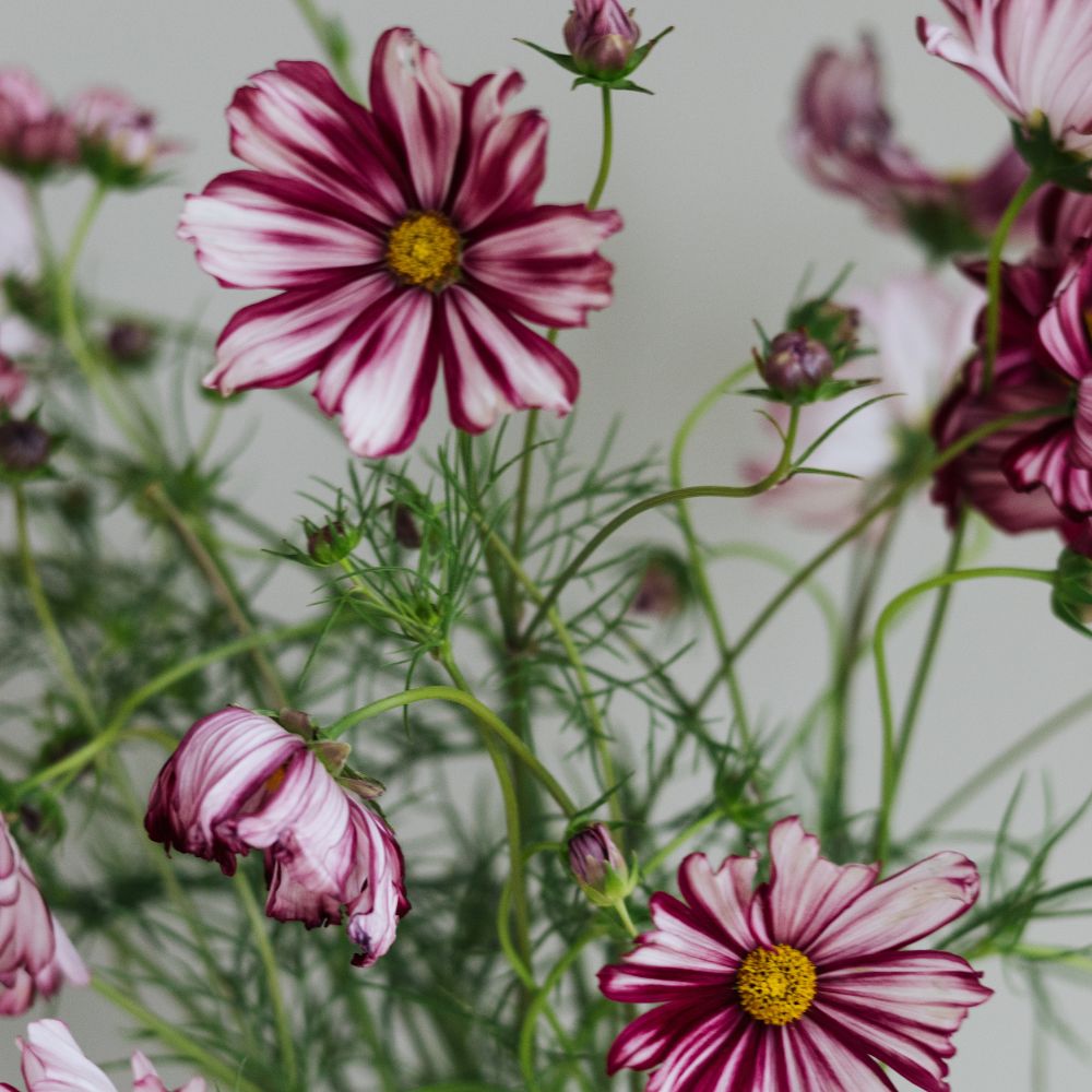 Cosmos bipinnatus ‘Velouette’ (cosmea)