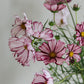 Cosmos bipinnatus ‘Velouette’ (cosmea)