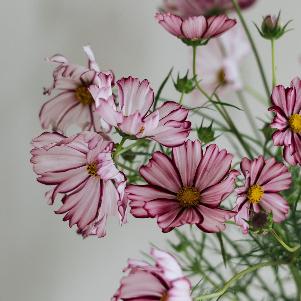 Cosmos bipinnatus ‘Velouette’ (cosmea)