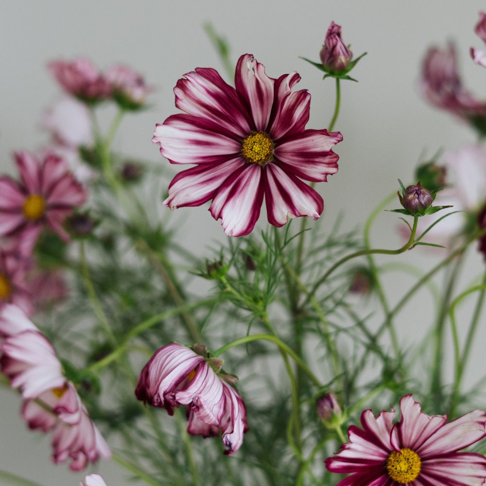 Cosmos bipinnatus ‘Velouette’ (cosmea)