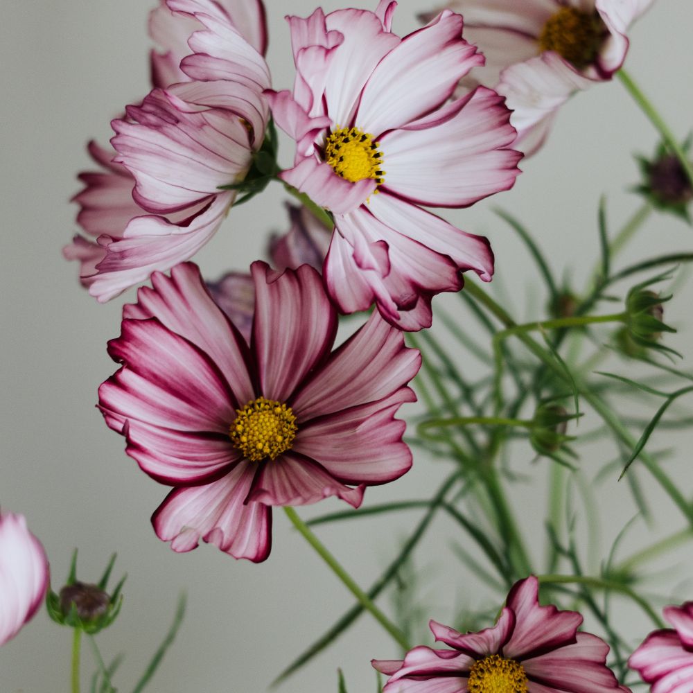 Cosmos bipinnatus ‘Velouette’ (cosmea)