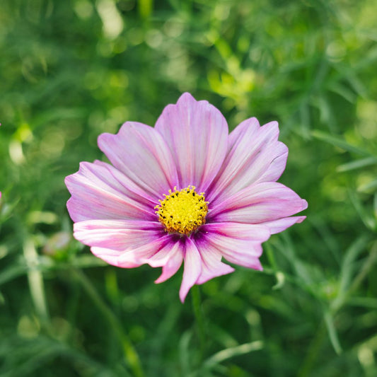 Cosmos bipinnatus ‘Xsenia’ (cosmea)