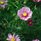 Cosmos bipinnatus ‘Xsenia’ (cosmea)