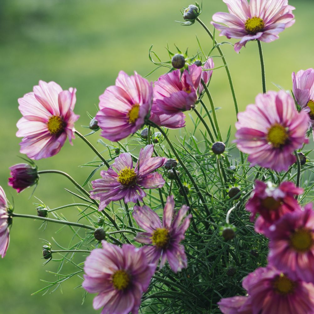 Cosmos bipinnatus ‘Xsenia’ (cosmea)