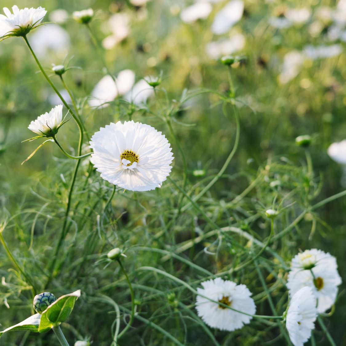 Cosmos bipinnatus 'Cupcakes White’ (cosmea)