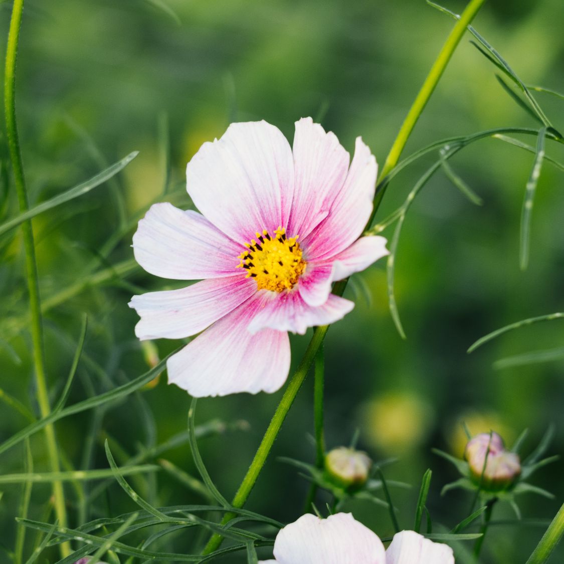 Cosmos bipinnatus 'Daydream’ (cosmea)