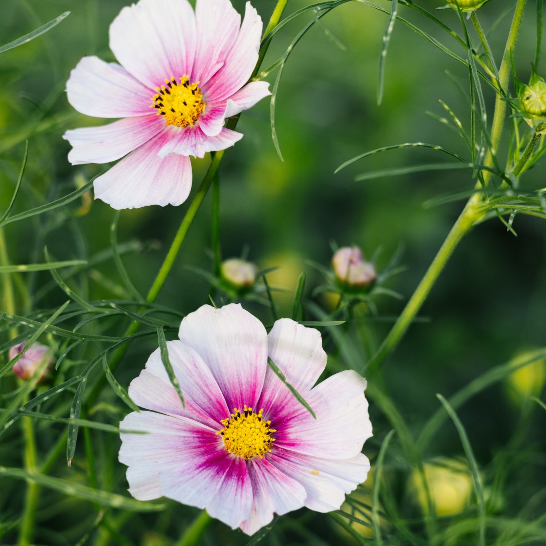 Cosmos bipinnatus 'Daydream’ (cosmea)