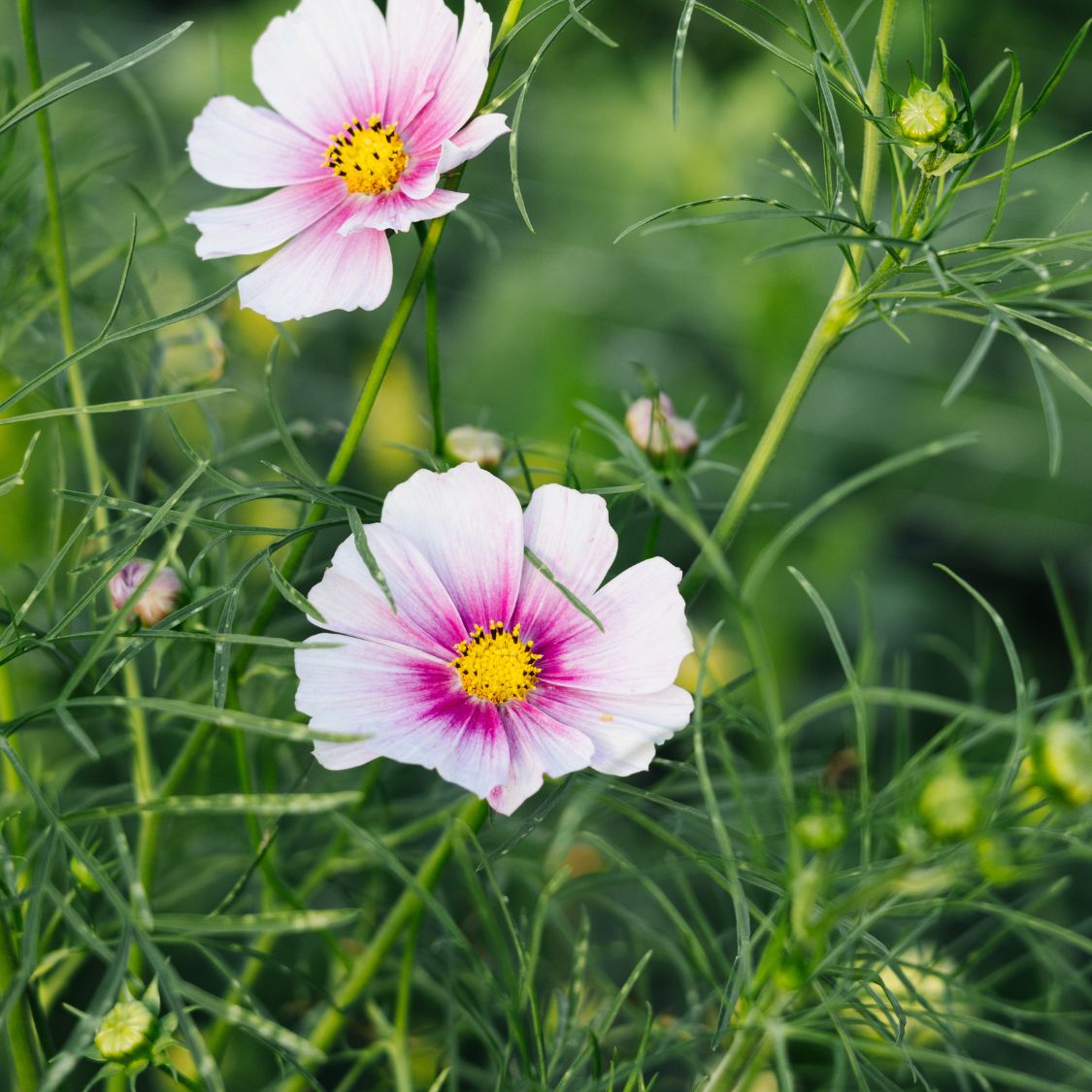 Cosmos bipinnatus 'Daydream’ (cosmea)