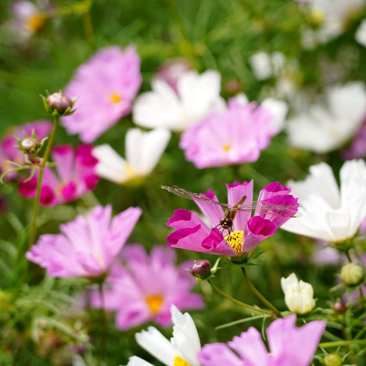 Cosmos bipinnatus 'Sensation Mix' (cosmea) BIO