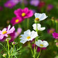 Cosmos bipinnatus 'Sensation Mix' (cosmea) BIO