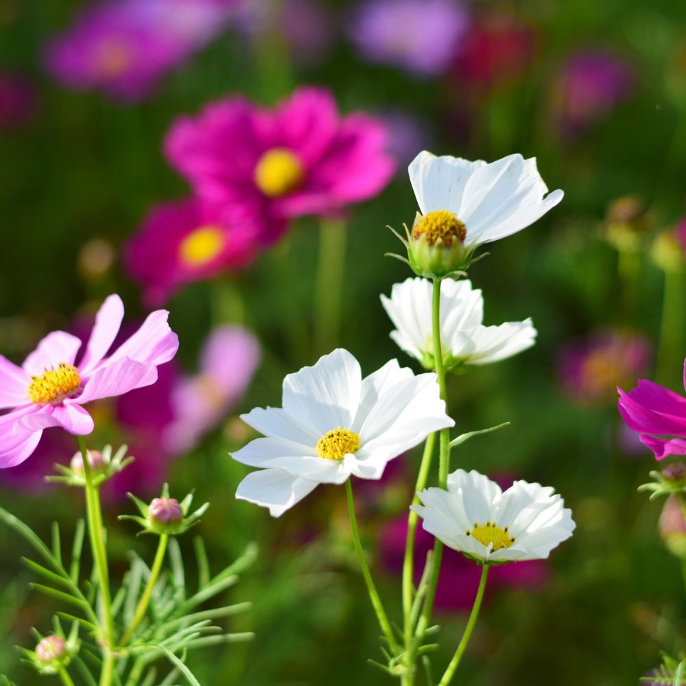 Cosmos bipinnatus 'Sensation Mix' (cosmea) BIO