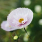 Cosmos bipinnatus 'Cupcakes Blush’ (cosmea)