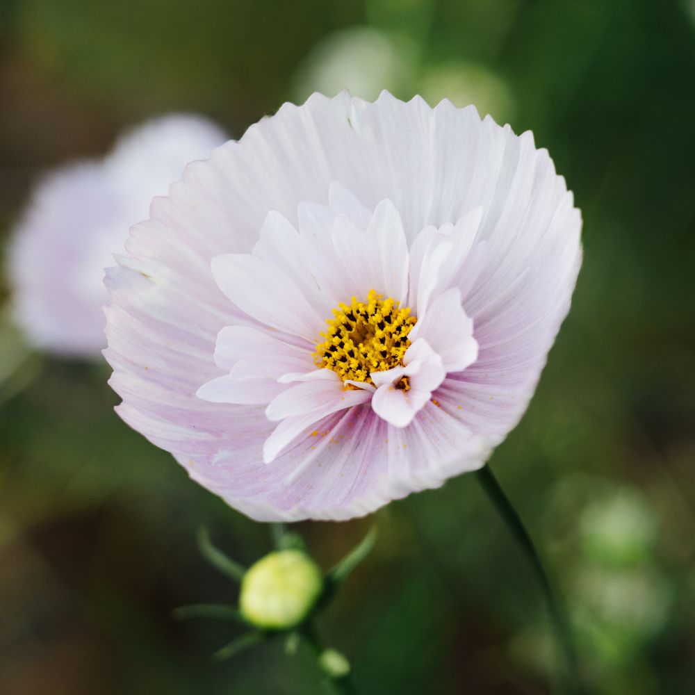 Cosmos bipinnatus 'Cupcakes Blush’ (cosmea)