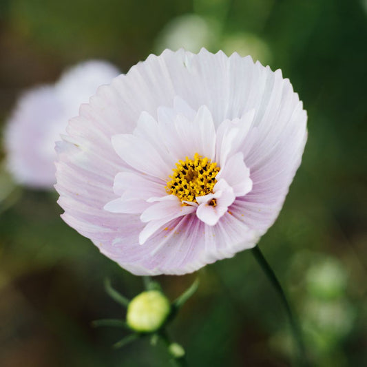 Cosmos bipinnatus 'Cupcakes Blush’ (cosmea)