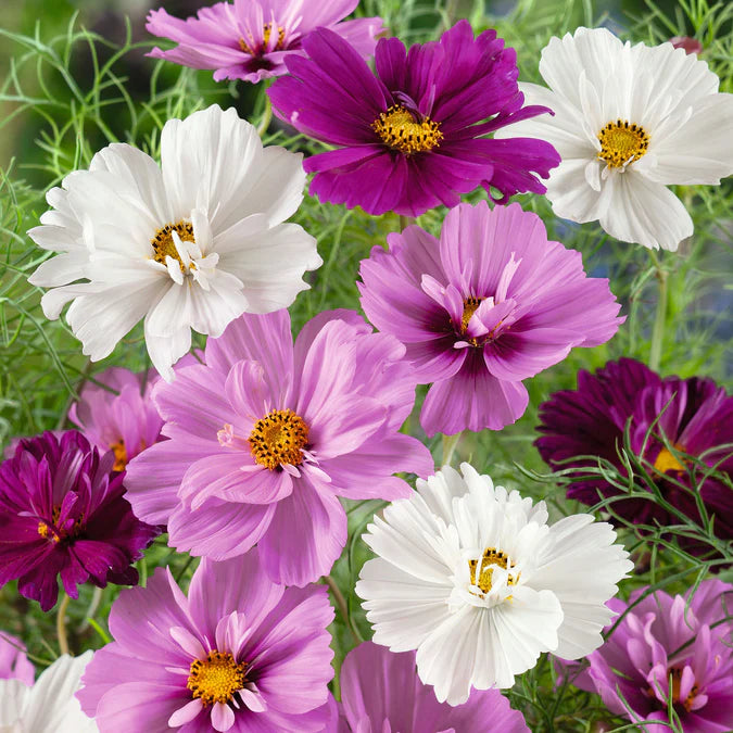 Cosmos bipinnatus 'Psyche Mixed’ (cosmea)