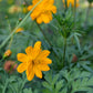 Cosmos sulphureus ‘Bright Lights ’ (cosmea)