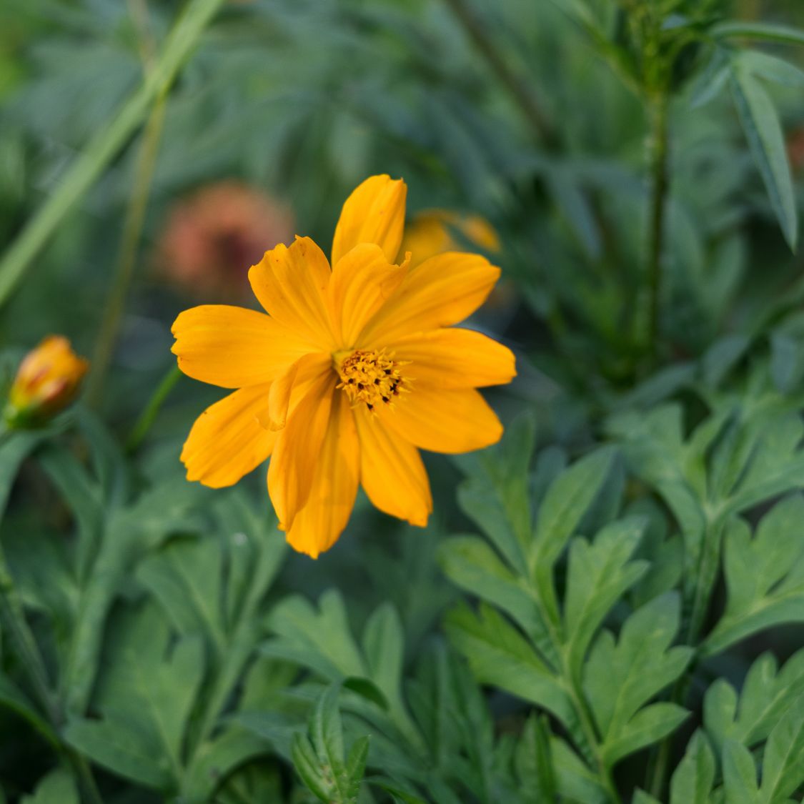 Cosmos sulphureus ‘Bright Lights ’ (cosmea)