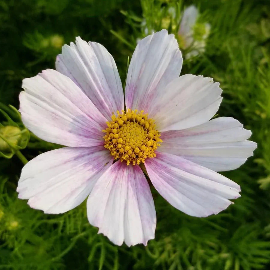 Cosmos bipinnatus 'Versailles Flush’ (cosmea)