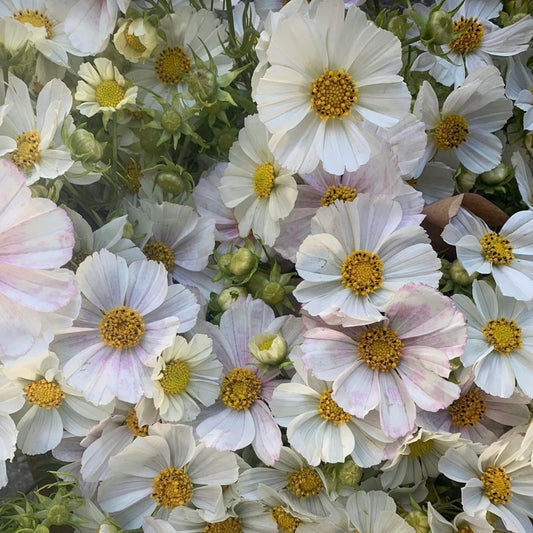 Cosmos bipinnatus 'Versailles Flush’ (cosmea)