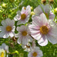 Cosmos bipinnatus 'Versailles Flush’ (cosmea)