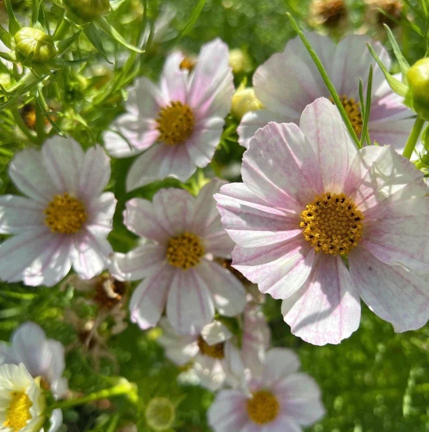 Cosmos bipinnatus 'Versailles Flush’ (cosmea)