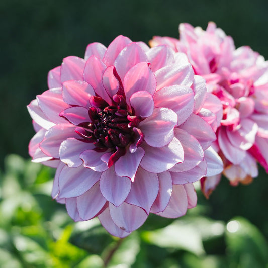 Dahlia 'Crème de Cassis'