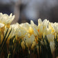 Crocus 'Cream Beauty' (krokus, 10 stuks)