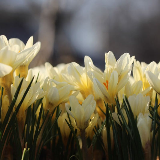 Crocus 'Cream Beauty' (krokus, 10 stuks)