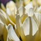 Crocus 'Cream Beauty' (krokus, 10 stuks)
