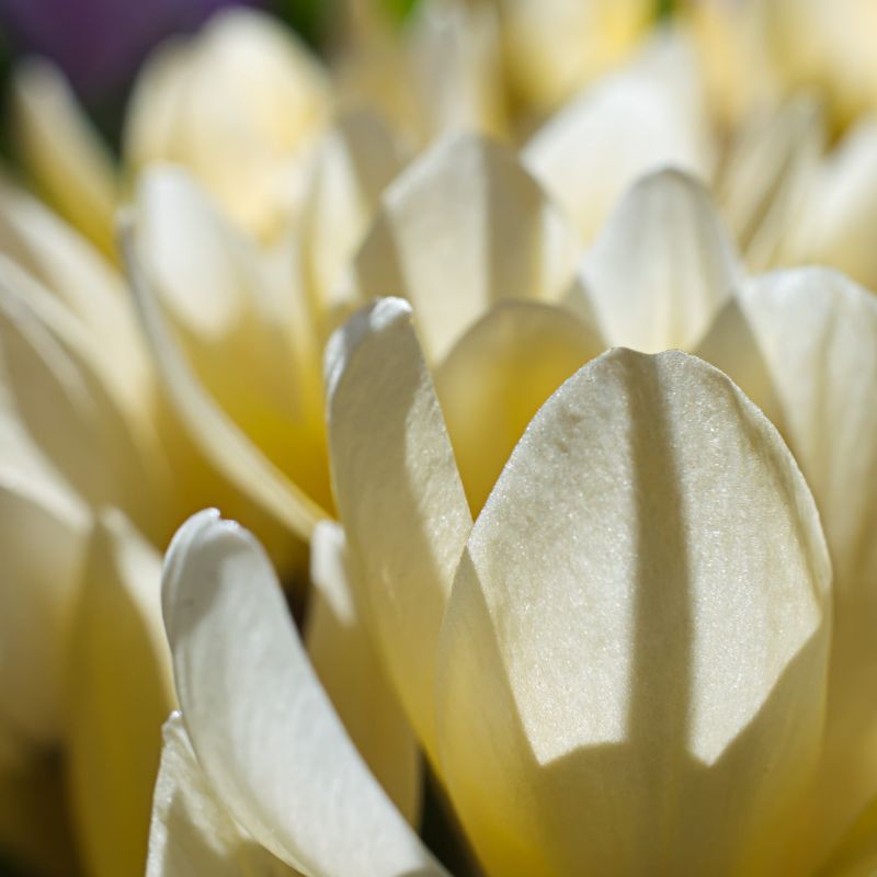 Crocus 'Cream Beauty' (krokus, 10 stuks)