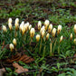 Crocus 'Cream Beauty' (krokus, 10 stuks)