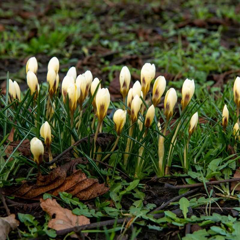 Crocus 'Cream Beauty' (krokus, 10 stuks)