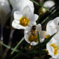 Crocus 'Jeanne d'Arc' (krokus, 10 stuks) BIO