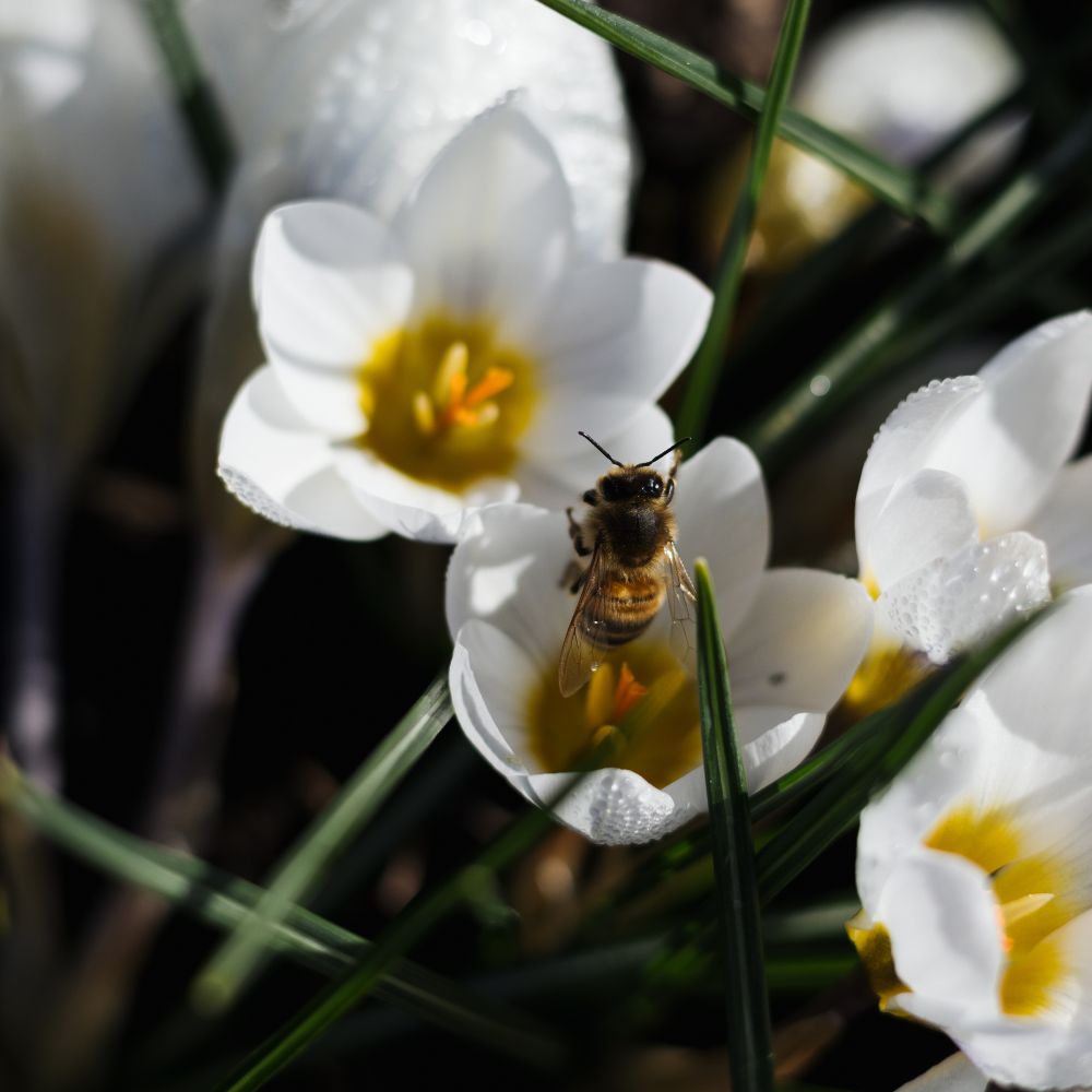 Crocus 'Jeanne d'Arc' (krokus, 10 stuks) BIO