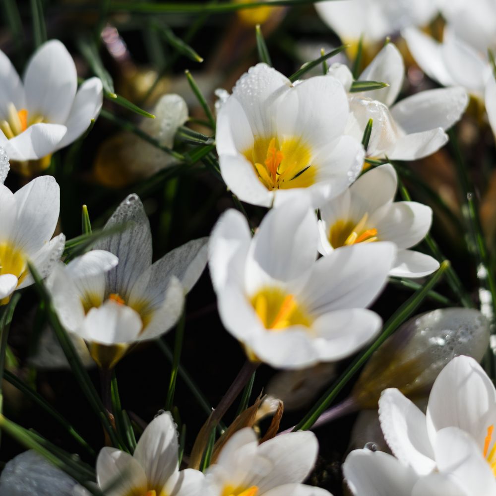 Crocus 'Jeanne d'Arc' (krokus, 10 stuks) BIO
