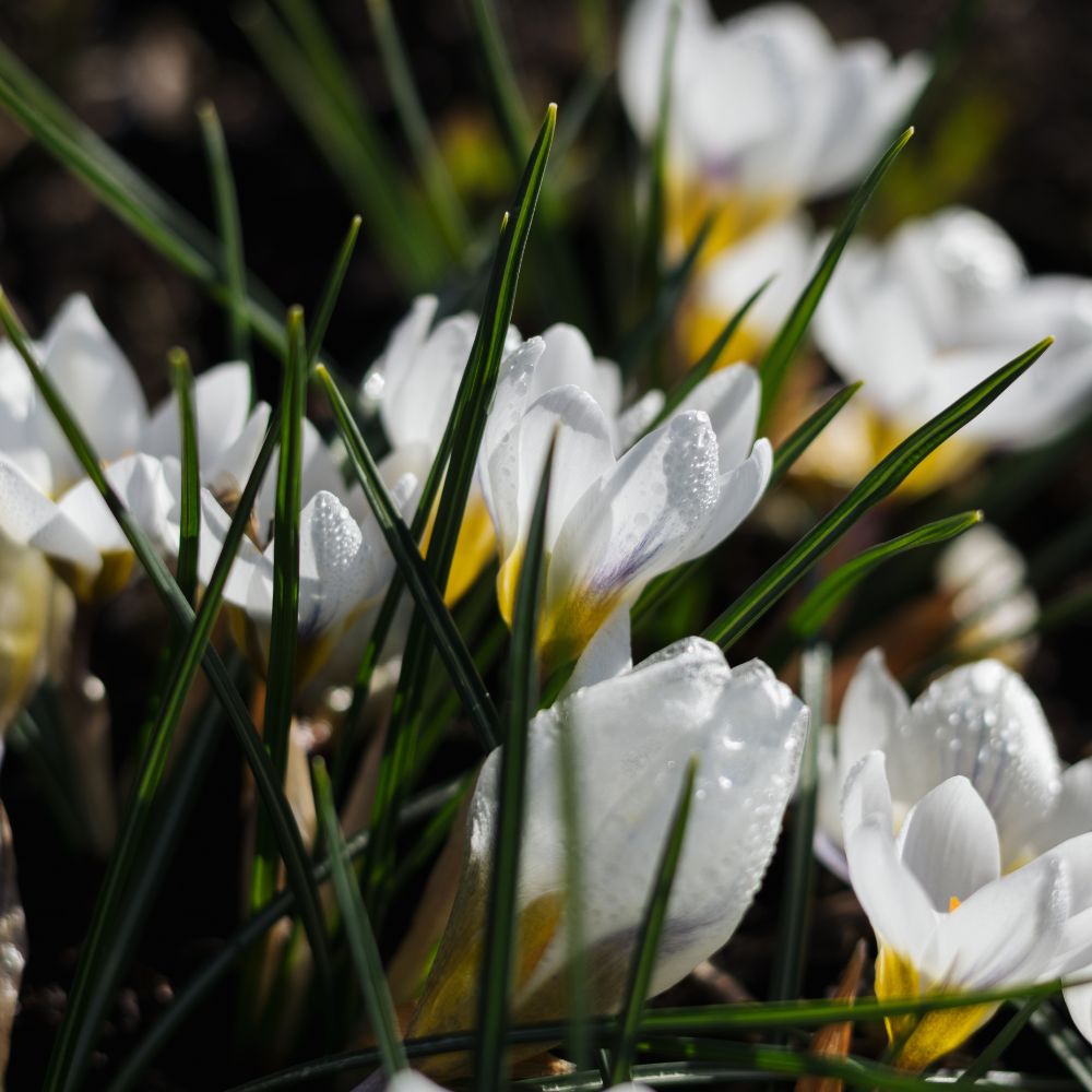 Crocus 'Jeanne d'Arc' (krokus, 10 stuks) BIO